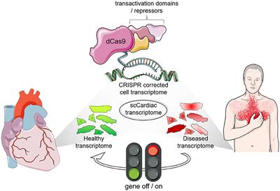 Tailoring Cardiac Synthetic Transcriptional Modulation Towards Precision Medicine